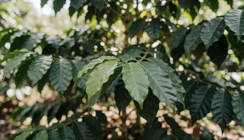 Feuilles de café vertes sur un champ avec lumière du soleil filtrée et fond flou, idéal pour ajouter du texte.