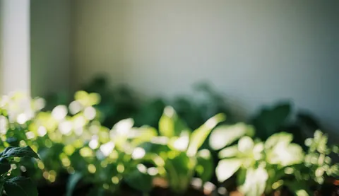 Une plante verte baignée de lumière naturelle dans un intérieur, parfaite pour décorer bureaux ou espaces de travail.