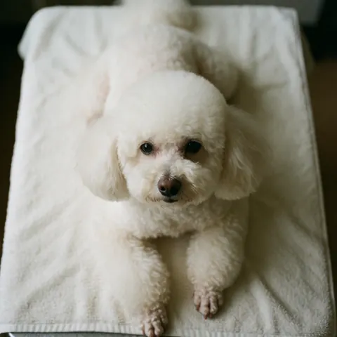 Un petit chien aux poils coupés récemment est allongé sur une serviette blanche, regardant vers le haut avec ses yeux et son nez visibles.