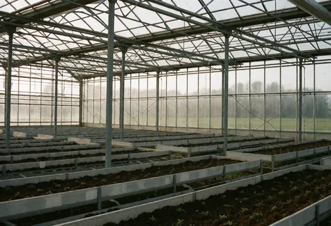 Vue intérieure d'une serre métallique avec des murs en plastique transparent abritant des rangées de jeunes plantes en pots, sans personnes présentes.