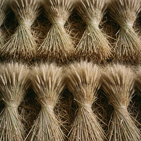 Des bottes de blé jaune liées par une corde sont empilées sur un lit de paille à l'intérieur d'un hangar agricole.