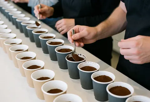 Présentation d'une dégustation professionnelle de café de spécialité avec des tasses alignées pour l'évaluation sensorielle.