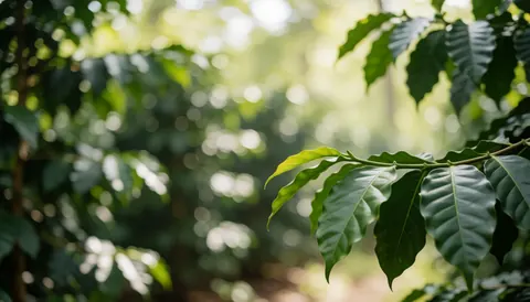 Un fond composé de feuilles de café vertes vives offrant une texture naturelle et douce, idéal pour superposer du texte dans un contexte agricole ou écologique.