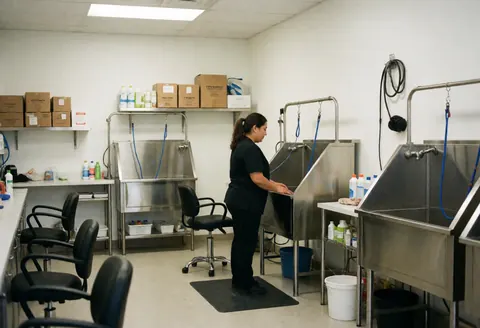 Vue intérieure d'un salon de toilettage pour chiens équipé de bacs en acier inoxydable, de fauteuils noirs et de produits de soin. L'espace est propre, professionnel et prêt à accueillir les clients.