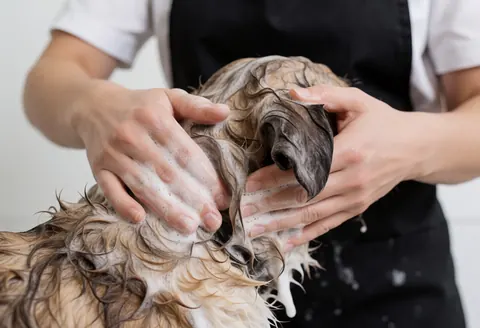 Un professionnel canin lave les poils d'un chien avec du shampooing et de la mousse, mains en action, sur un fond propre et professionnel.