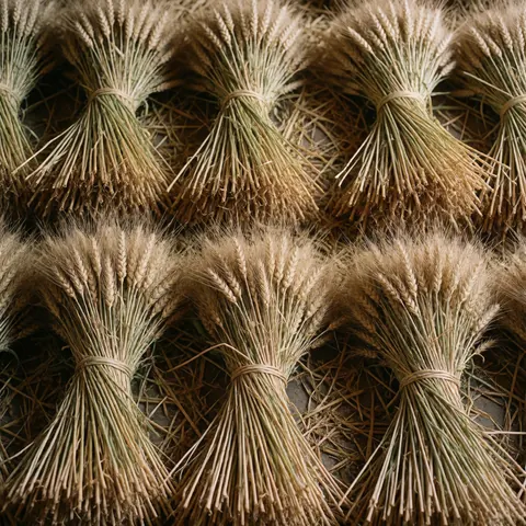 Des faisceaux de blé doré fraîchement récolté, montrant la texture naturelle des épis et des pailles, typique de l'agriculture.
