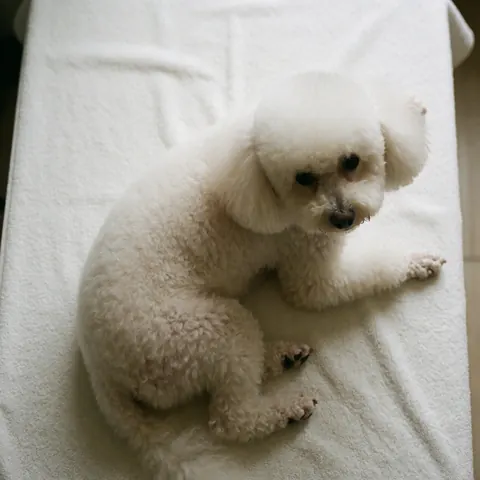 Un petit chien blanc au poil court et propre, relaxé sur une serviette blanche, image professionnelle pour la toilettage canin.