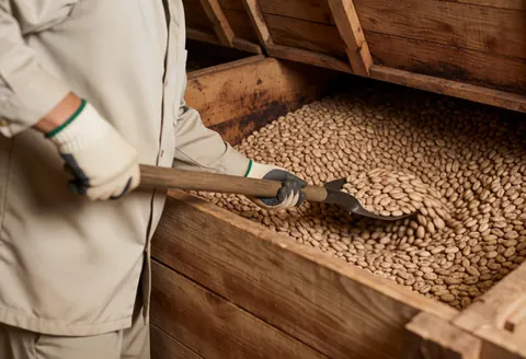 Un ouvrier portant des gants retourne du cacao frais dans une caisse en bois sous la lumière naturelle, illustrant le processus de fermentation artisanale.