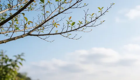Branches d'arbre aux feuilles vertes et jaunes se découpant sur un ciel bleu clair parsemé de nuages blancs, idéal pour un fond de texte en jardinage et paysagisme.