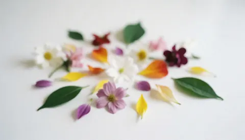 Fond de pétales et feuilles colorées sur surface blanche, idéal pour les textes, la conception web et la publicité florale.