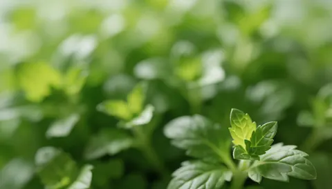 Fond abstrait d'herbes vertes fraîches et naturelles, idéal pour les textes de catering, cuisine ou alimentation saine, avec lumière naturelle et tons verts purs.