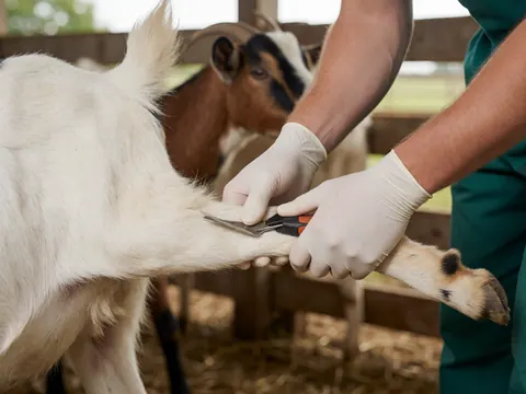 Des mains portant des gants blancs vérifiant attentivement la patte d'une chèvre blanche dans un environnement rural avec du bois et de l'herbe.