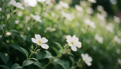 Arrière-plan vert doux et flou avec des fleurs blanches, idéal pour mettre en valeur du texte dans un contexte de nature.
