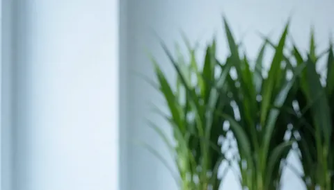 Arrière-plan de plantes vertes dans une fleuristerie avec espace pour texte, éclairage doux et propre, idéal pour un site web professionnel.