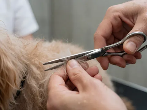 Mains du groomer travaillant avec précision sur le pelage humide d'un chien à l'aide de ciseaux en acier inoxydable, sur un fond de mur en béton.