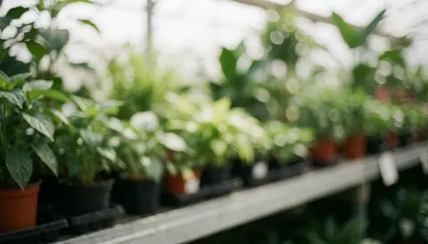 Arrière-plan doux d'une étagère de serre avec des plantes vertes en pot, idéal pour les textes de boutiques en ligne de plantes, avec lumière diffuse et effet bokeh.