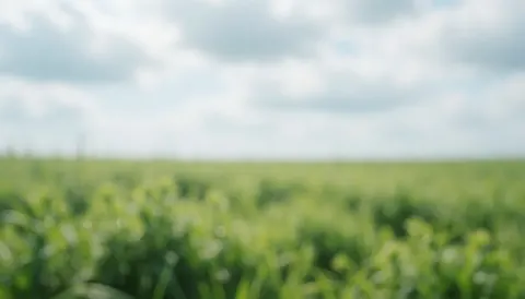 Vue d'un champ verdoyant en arrière-plan flou sous un ciel couvert, offrant un fond naturel idéal pour ajouter du texte.