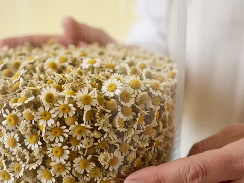 Gros plan sur des pétales de camomille séchée disposés dans un récipient en verre, évoisant le bien-être et la relaxation.