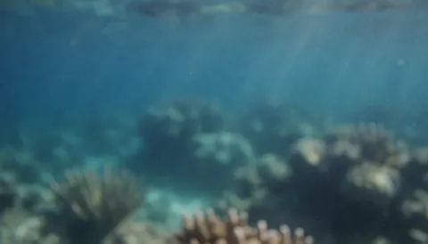 Arrière-plan aquatique avec coraux mous et lumière filtrée, idéal pour textes ou présentations. Dominante de couleurs bleues et turquoise.