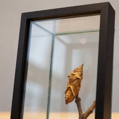 Chrysalide de couleur marron clair préservée, exposée dans un cadre en verre avec bordure en bois foncé sur fond gris neutre.