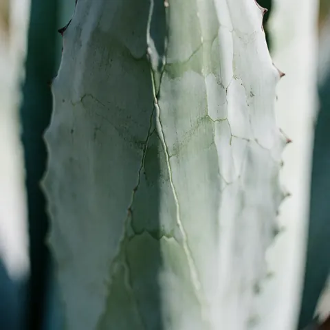 Gros plan sur une feuille d'agave révélant ses motifs géométriques, sa texture et ses tons verts et bleus sur un fond flou.