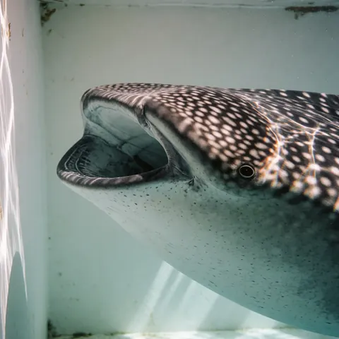 Gros plan sur la tête d'un requin baleine en milieu aquatique, bouche ouverte, peau tachetée visible sous l'éclairage naturel.