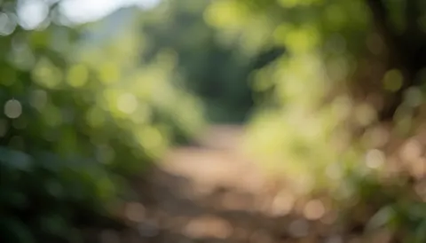 Sentier naturel en forêt avec feuillage vert et terre brune, éclairé par la lumière du matin, idéal pour superposer du texte publicitaire.