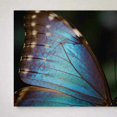 Gros plan sur une aile de papillon morpho révélant des écailles bleues iridescentes et un motif géométrique, idéal pour le design naturel.