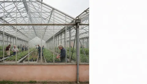 Des ouvriers travaillent dans une grande serre avec des rangées de plantes, des murs en terre cuite et un ciel nuageux, adapté à l'agriculture.