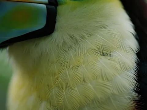 Gros plan sur les plumes vertes et jaunes d'un tucan, éclairage naturel diffus, scène de nature en parc écologique