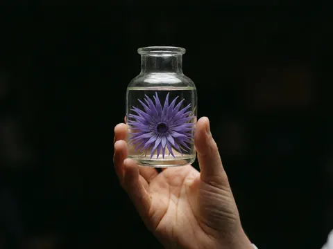 Gros plan d'une main tenant un flacon en verre contenant une fleur pourpre dans l'eau sur fond sombre, détail pour décoration d'événements