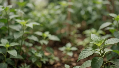 Arrière-plan flou de feuillage vert en extérieur, idéal pour illustrer la homeopathie et les produits naturels avec une touche de nature.