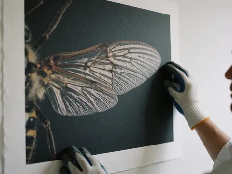 Une main portant un gant tactile effleure le bord d'une grande impression d'aile d'insecte sur papier texturé posé sur un mur blanc.