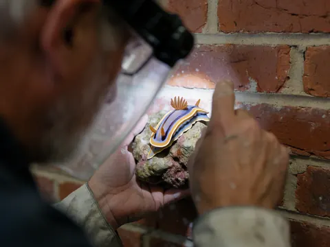 Un photographe sous-marin avec son appareil photo observe un nudibranche coloré posé sur une roche contre un mur de briques rouges sous l'eau.