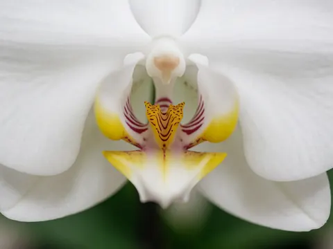 Gros plan d'une orchidée blanche aux pétales blancs et à un centre jaune et violet sur un fond vert flou, idéal pour la décoration florale.