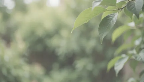 Feuilles vertes en gros plan avec un arrière-plan de jardin flou, idéal pour des textes commerciaux avec un éclairage naturel et doux.